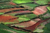 IIP Online Student Photography
